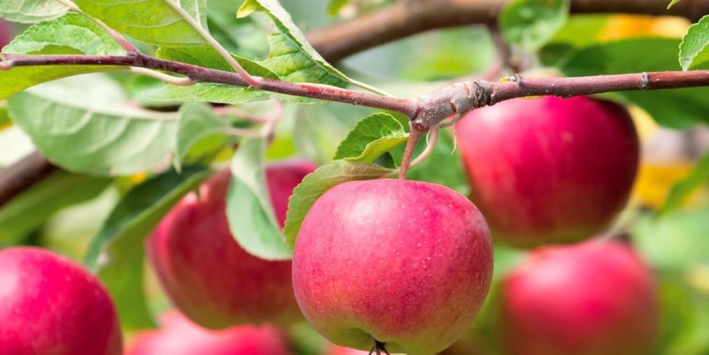 detail na plod jablone - jablko