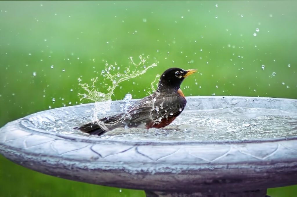 vtáčik v záhradnej fontánke špliecha vodu